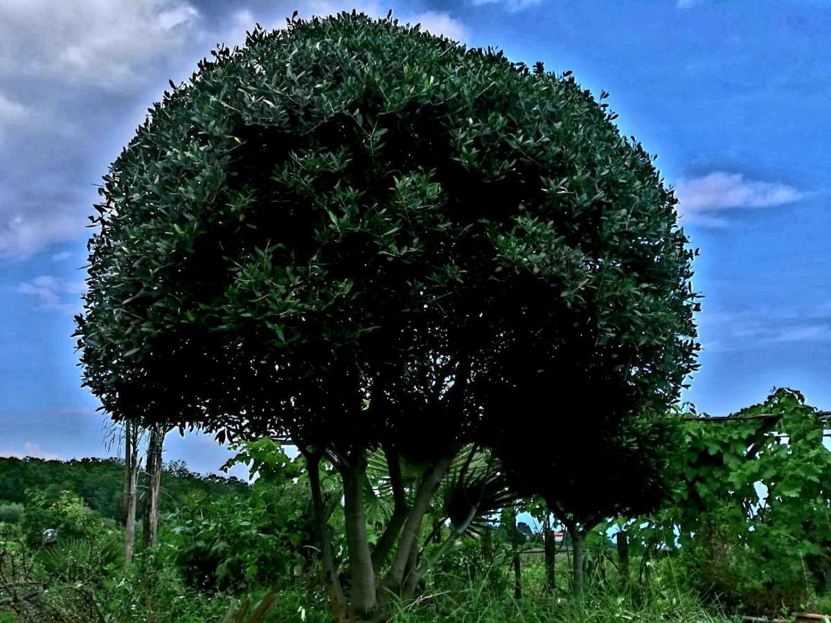 Villa Etna Masi' Milo Esterno foto